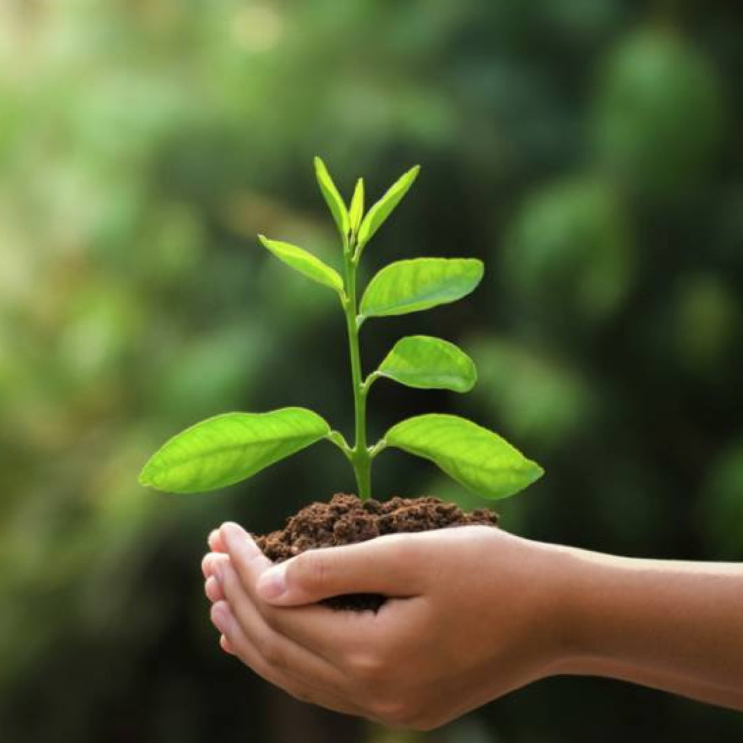 Un servizio per compensare le emissioni di CO2